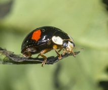 Harlekinmariehøne på pileblad